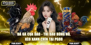 Đá gà cựa dao