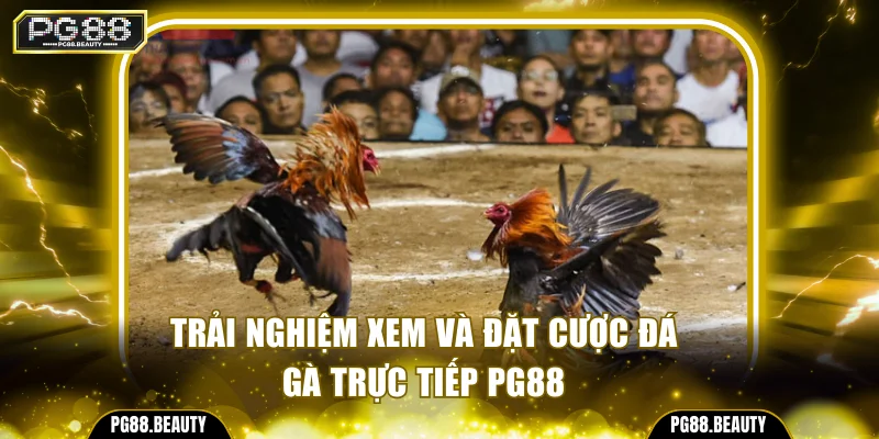 Trải nghiệm xem và đặt cược đá gà trực tiếp PG88